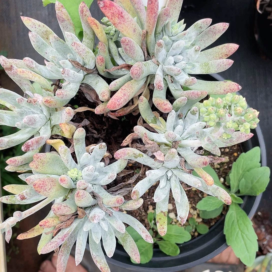 海瑟老桩多头8547