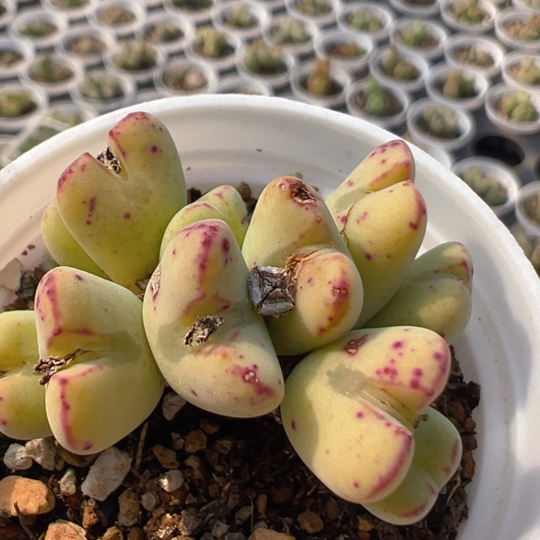 1231多肉植物百科知识