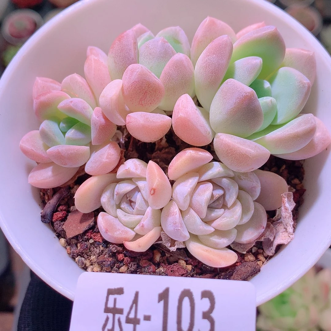 乐然4-103 奶糖 不包整