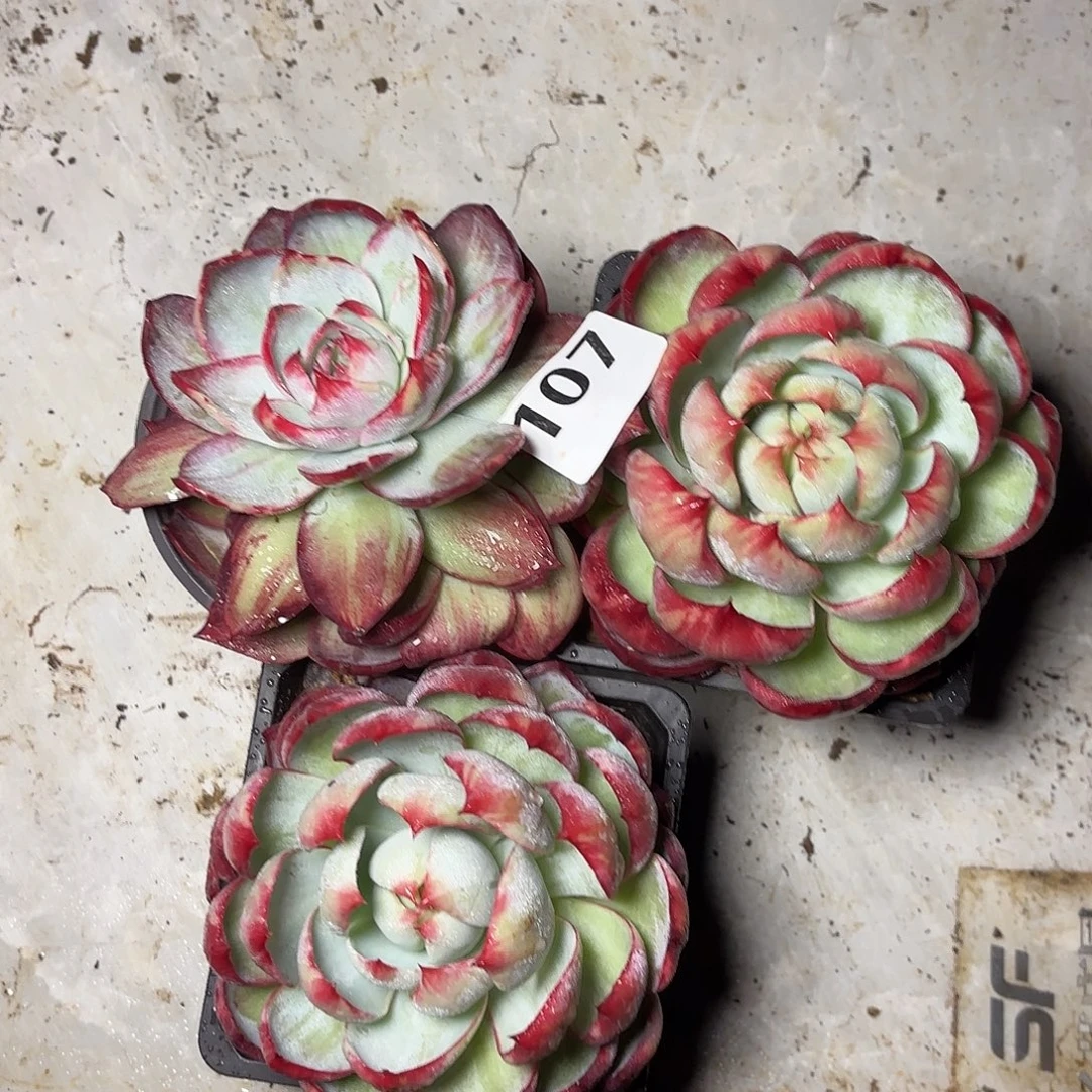 优***️107惊鸿三颗包邮包邮