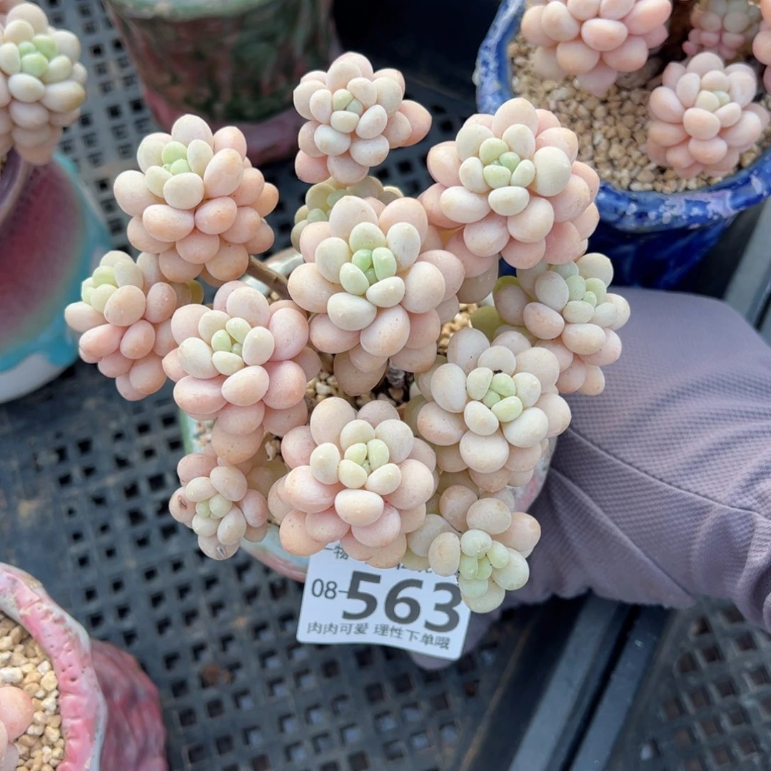 洛可可多肉多肉多肉