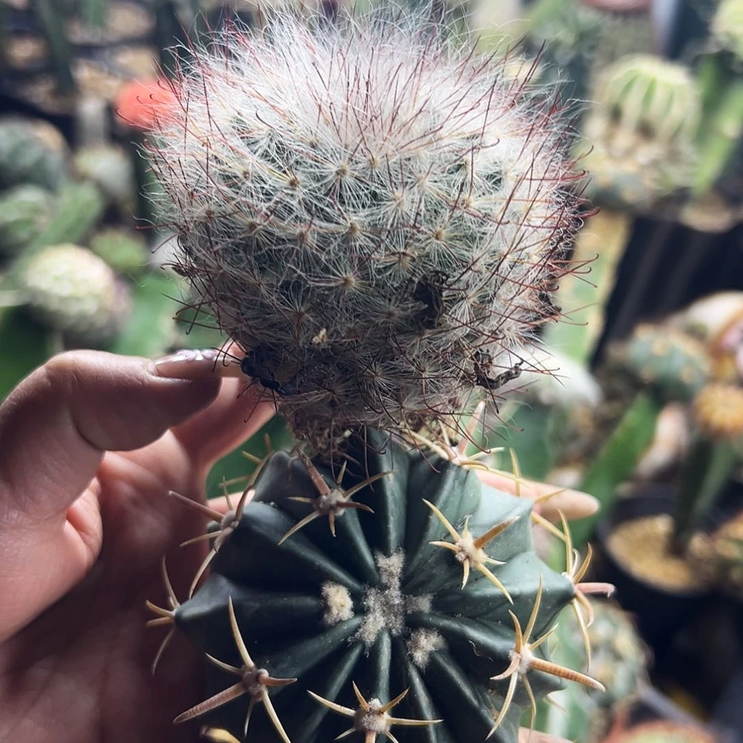 福利组合仙人球111111111111