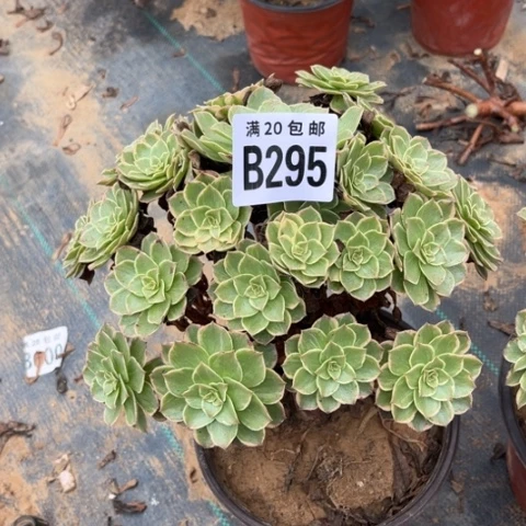 295万彩灯不包断枝