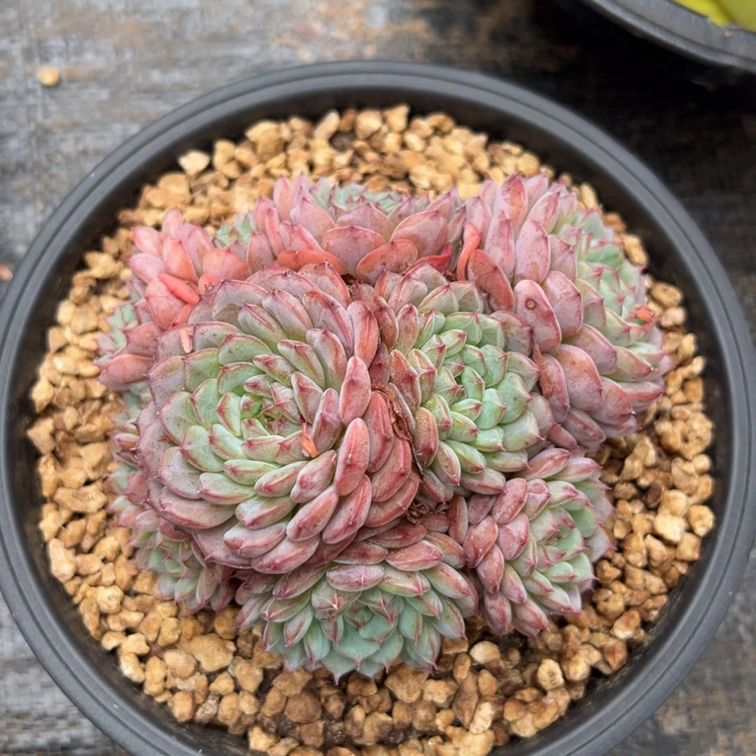 8107009 白胖子全状态，只能寄养