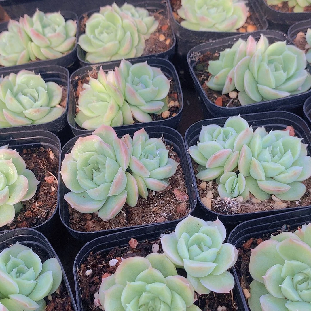 双头水晶虾饺34567889999