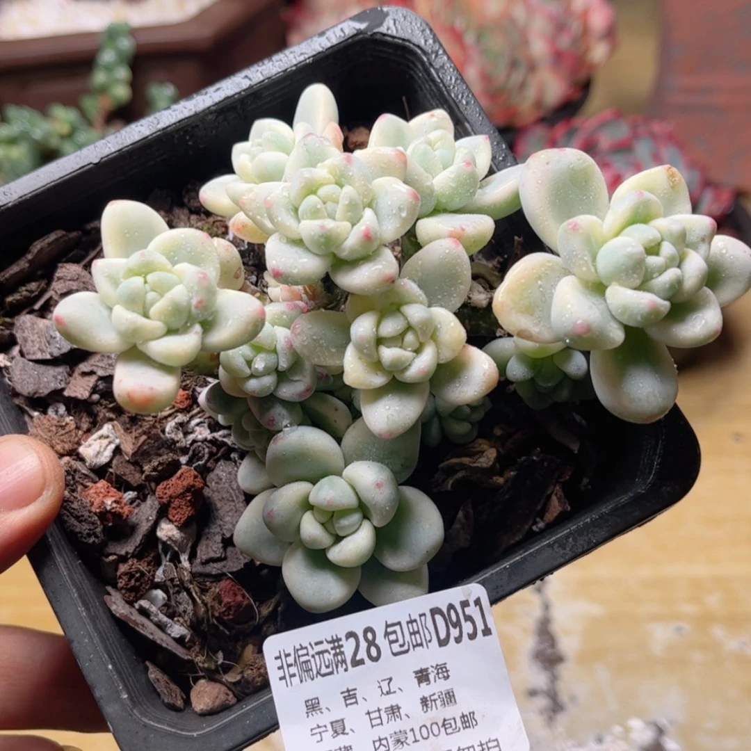 【闪购商品】951劳尔锦