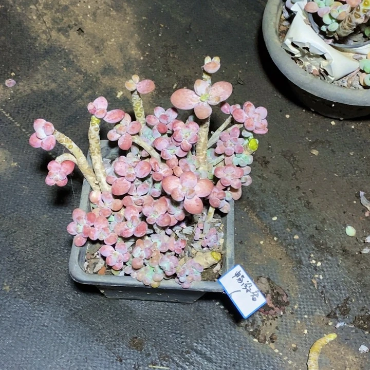 畅***者一物一拍一物一拍