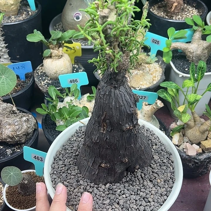 梅斯木枝干番杏产地多肉植物