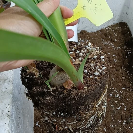 无花朵孤宝4.5发一个