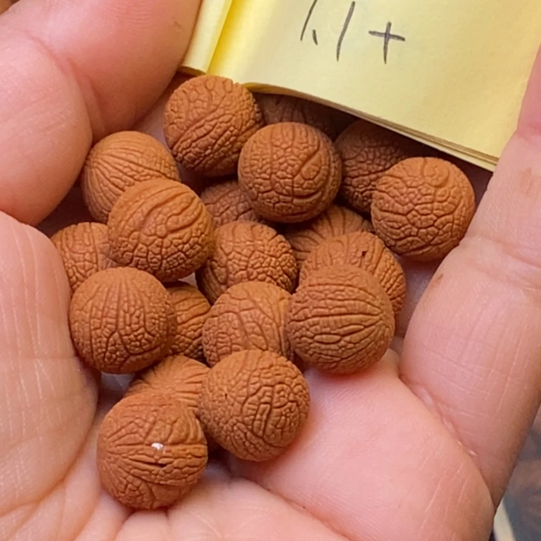 秦岭龙纹桃核21颗