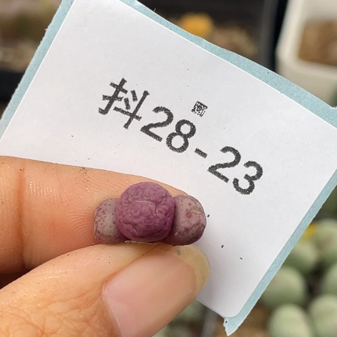 逗***逗28-23肉锥多肉植物