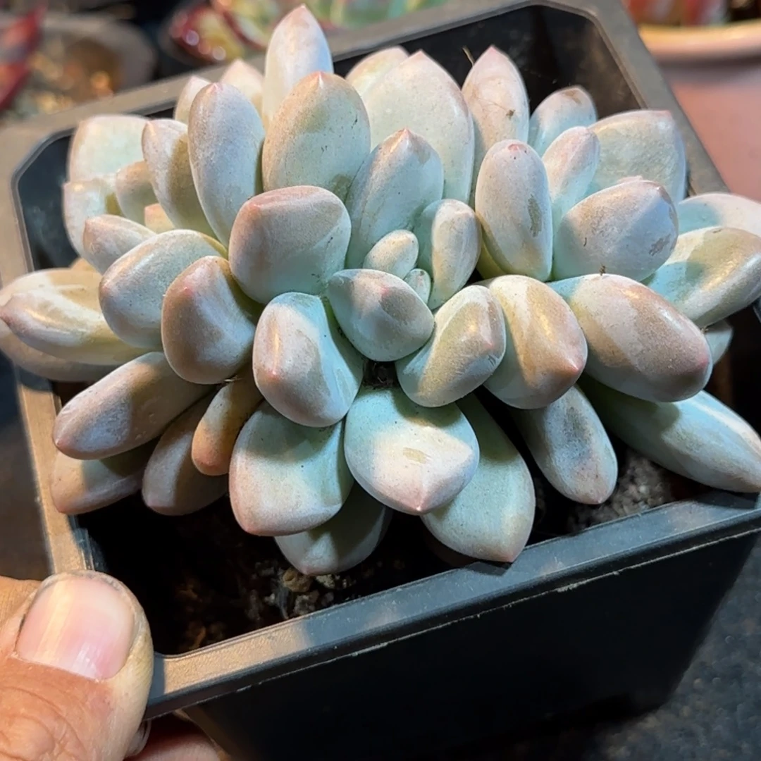 香水一物一拍包装收缩花旱