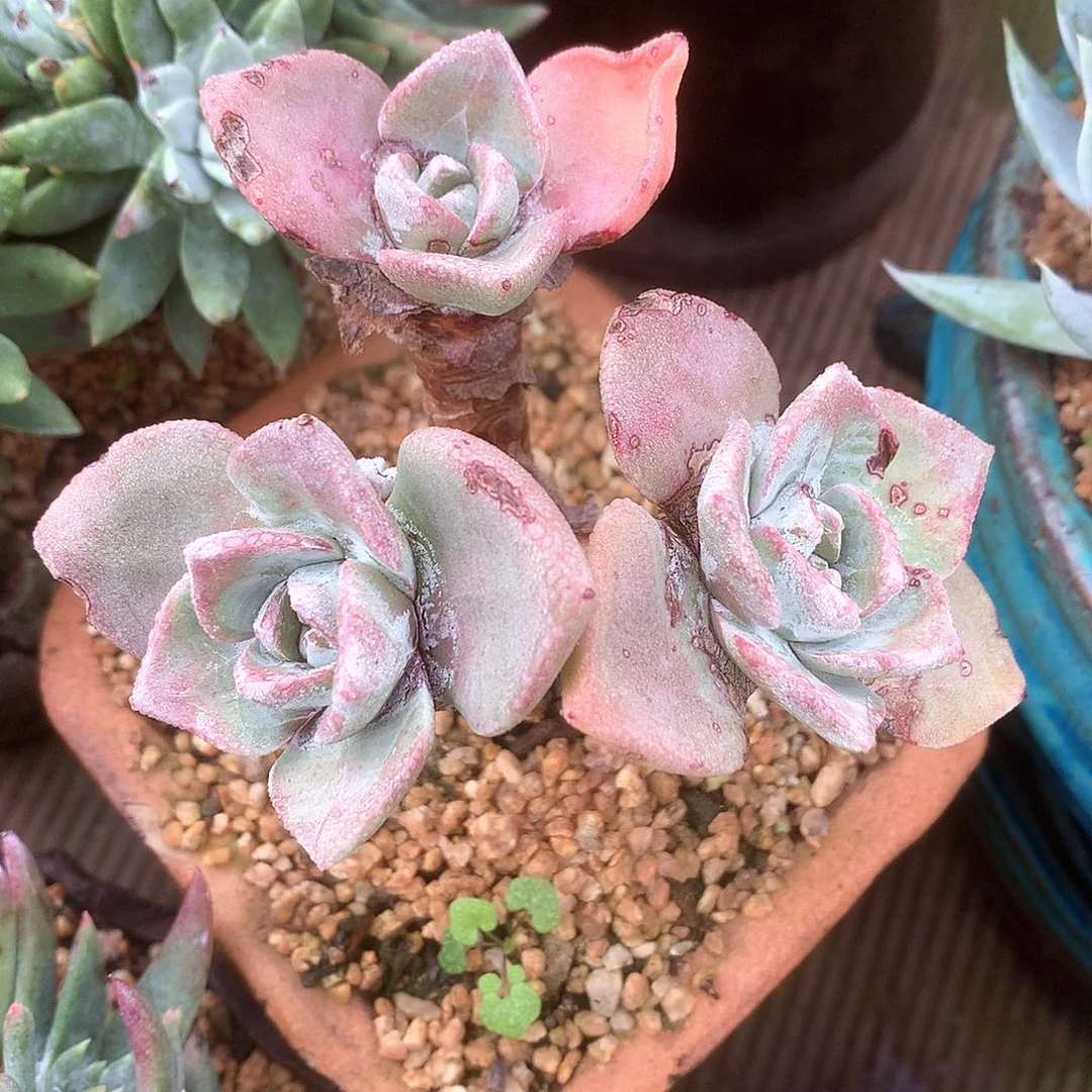 2000泡西弗洛拉仙女杯多肉