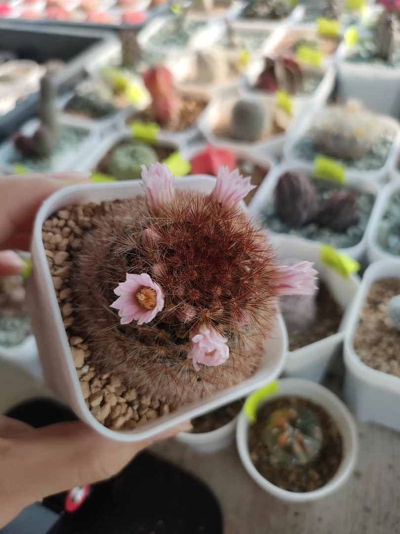 仙人球嘉文丸，可爆盆开花哦