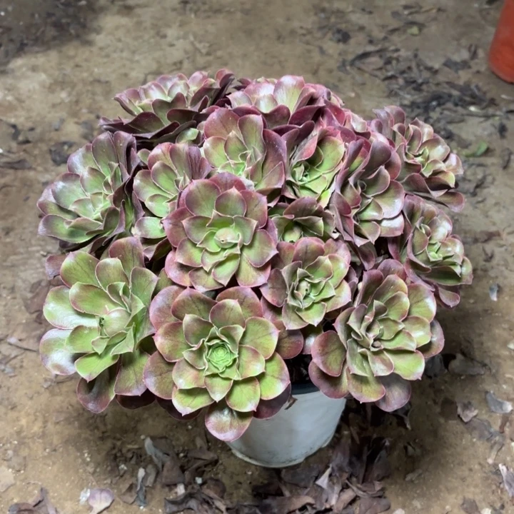 多肉植物法师魅金1