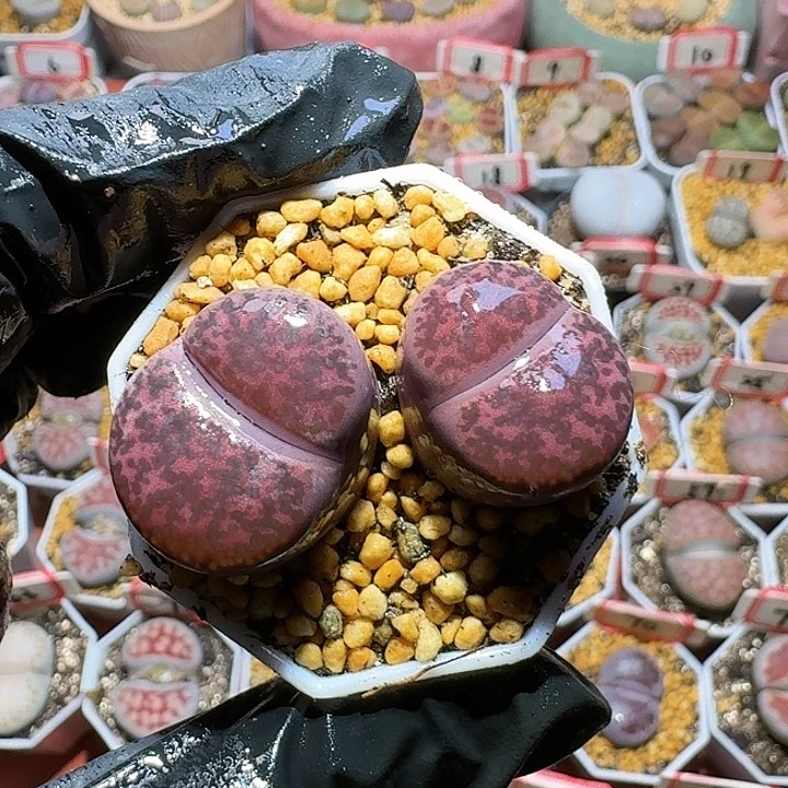 生石花3:：：：。  227号