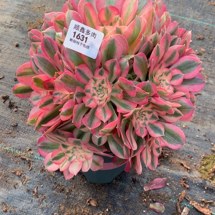 1631粉女巫多肉植物