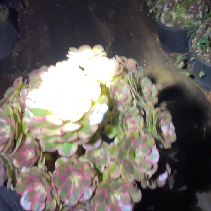 傻***子603，荔枝法师锦锦锦