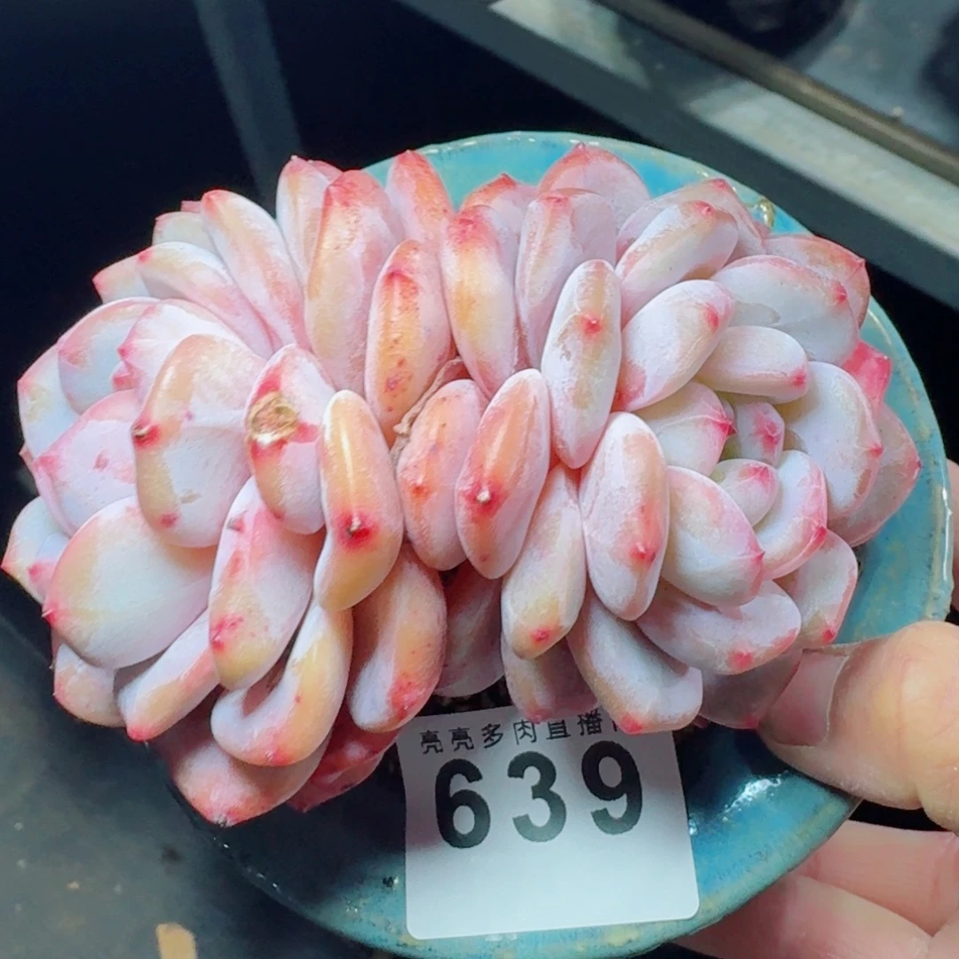 雪之魄      愿你一路坦途，乘风破浪展宏图