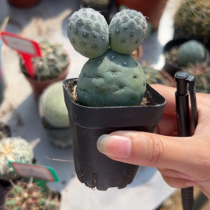 叫***张吉祥如意等名家名作和书画