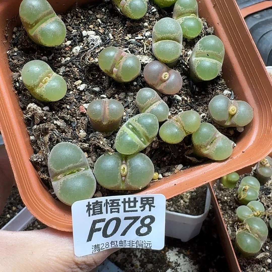 多肉植物的人生fgbb