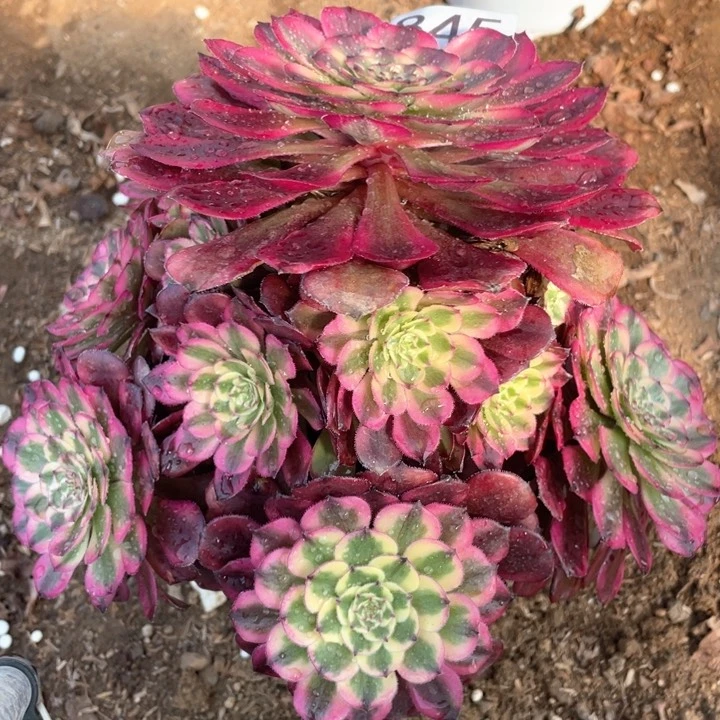 845多肉植物月蝉