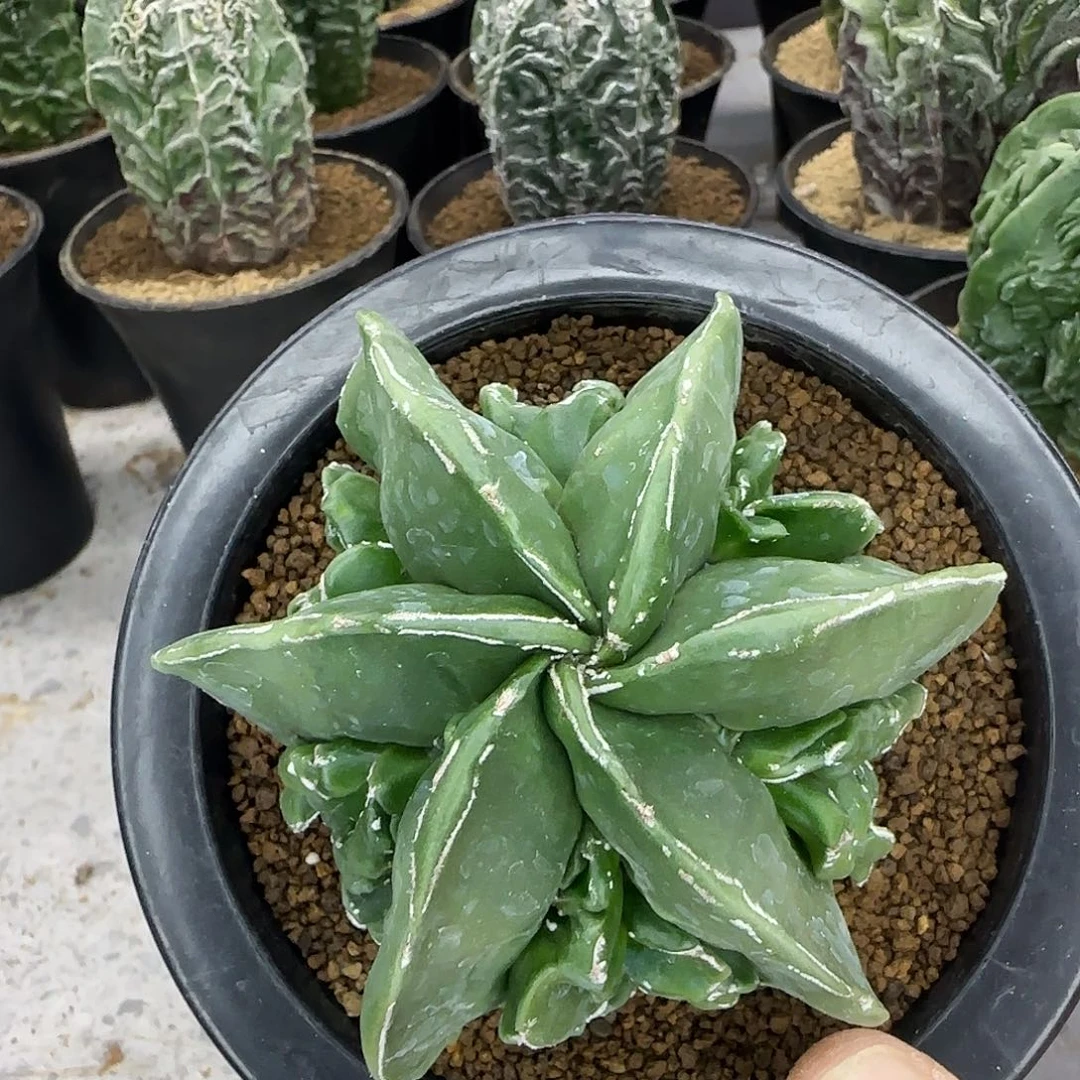 核桃鸾凤玉实生根021