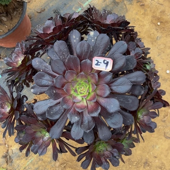 墨筒多肉植物2-9