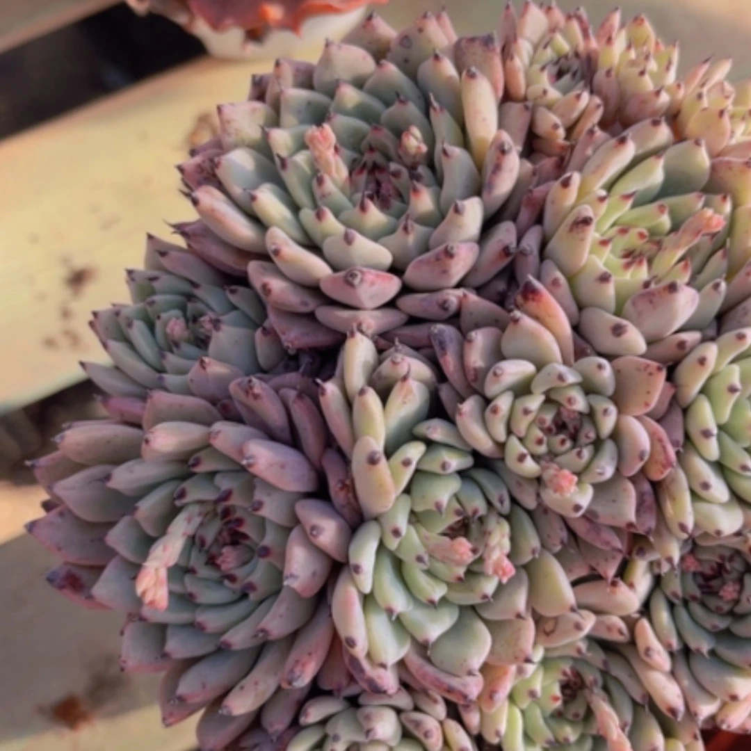 【闪购商品】绿爪19242