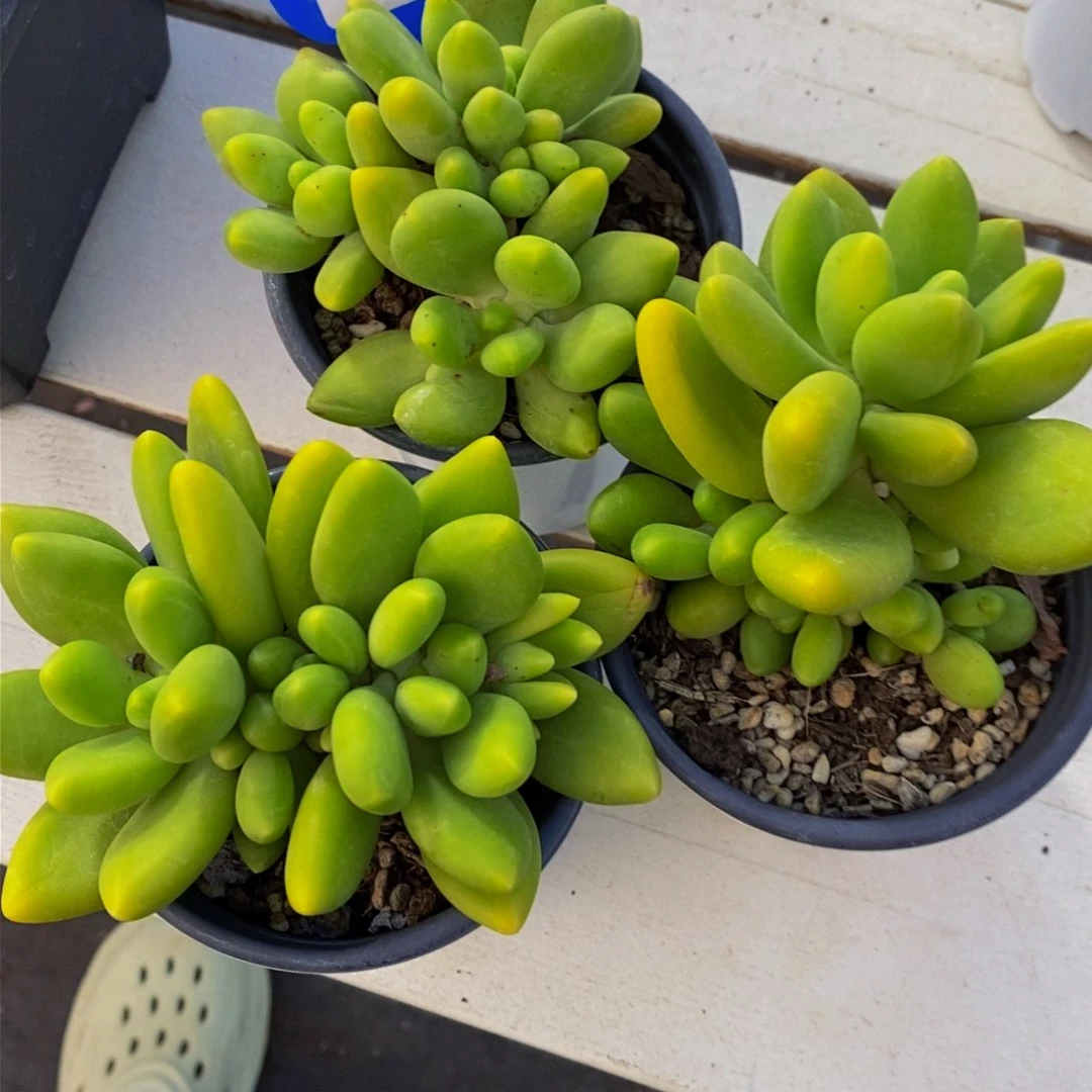 22-精品母本芒果奶群一个