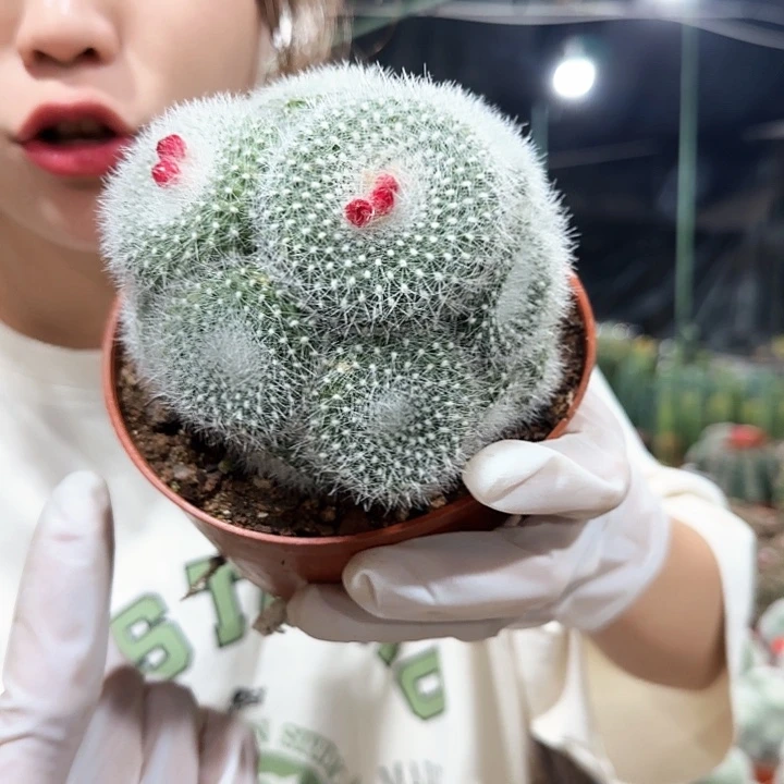 白雪光群111111111