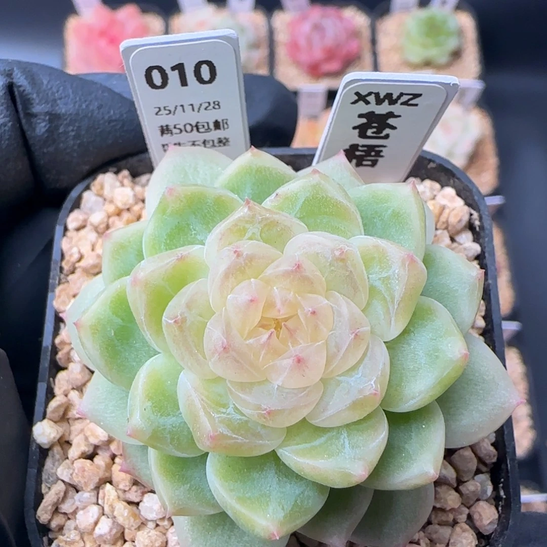 010   苍梧  5厘米盆