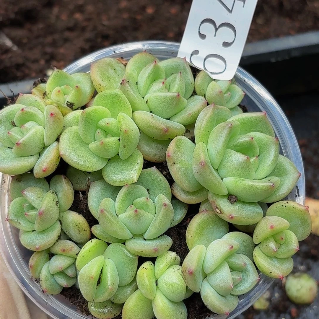 多肉植物多肉植物634