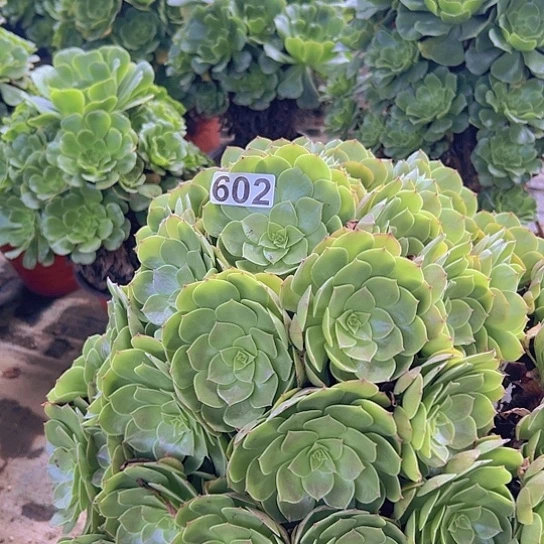 佛***姐多肉植物一个沙拉碗