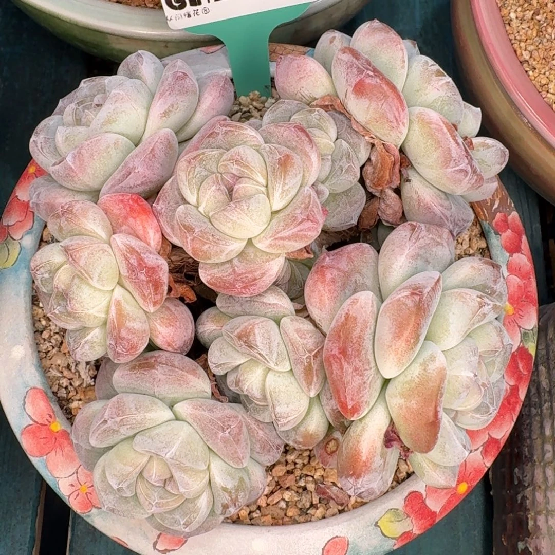 从前慢多肉编号1227-153