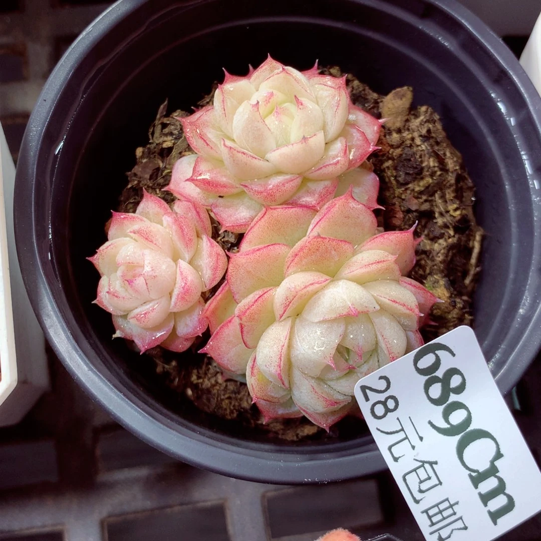 5厘米盆精控多肉689