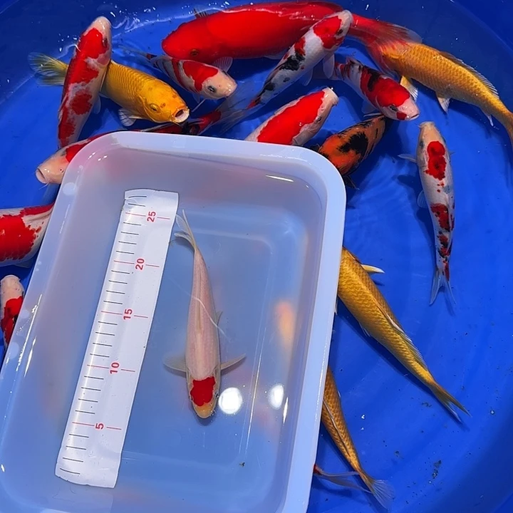 海水鱼He风格呈现反对丰富的