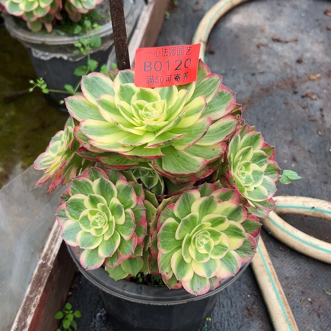 海王多肉植物0120