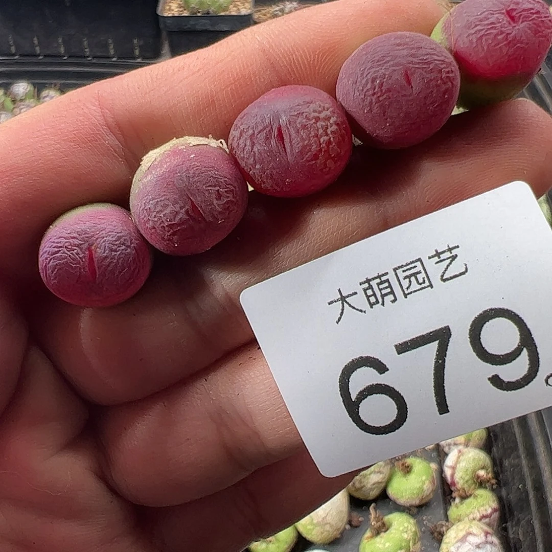 一物一拍。    679