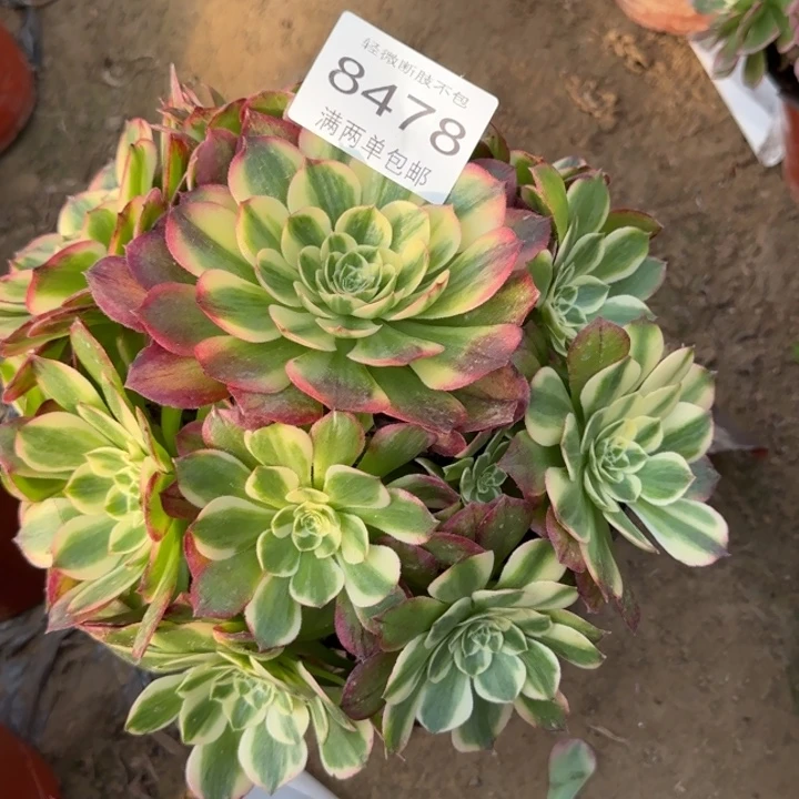 8478粉海王多肉植物