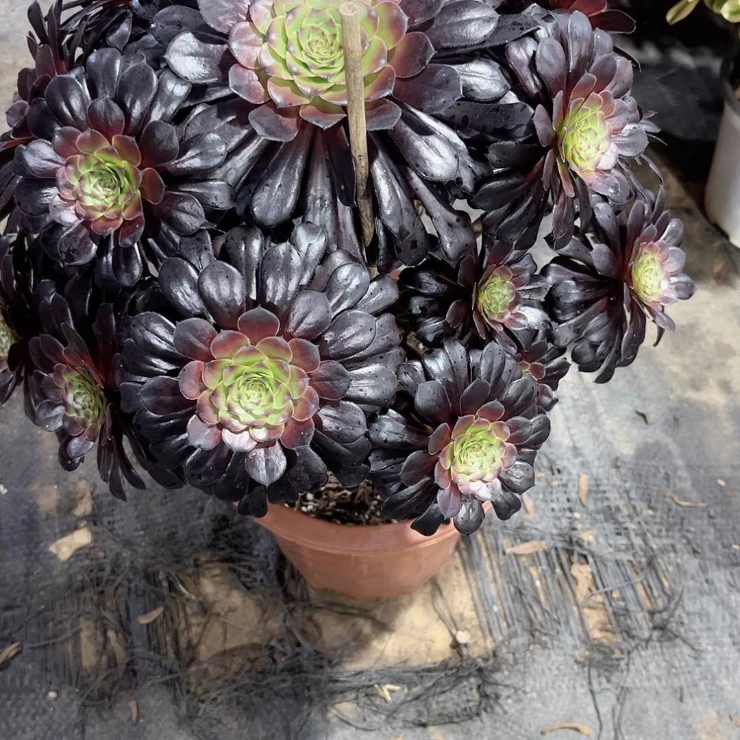 黑同湖多肉植物610