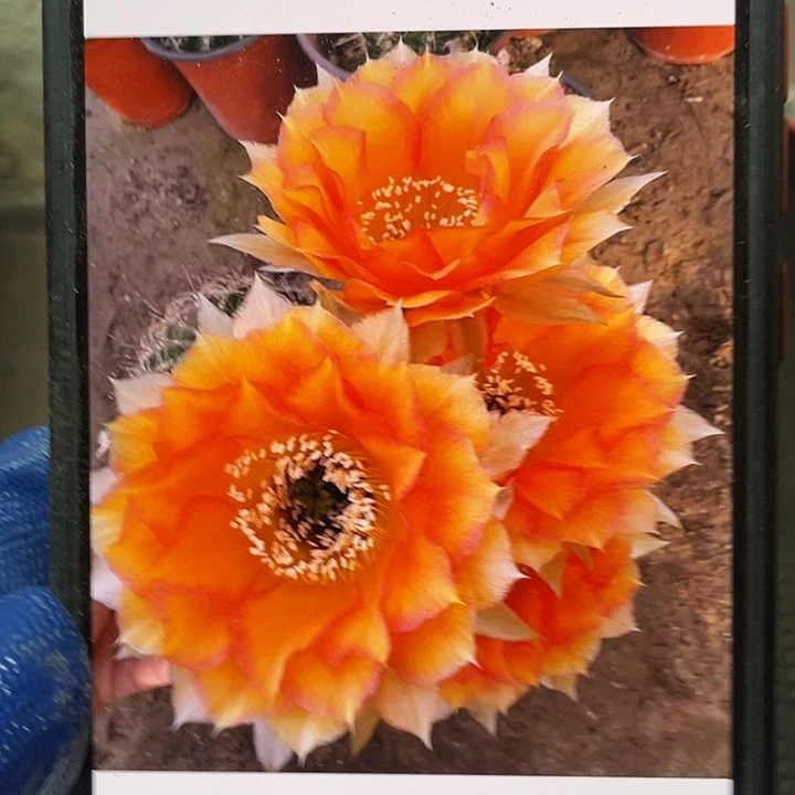 玛雅之星侧芽歪4公分以上满18包邮