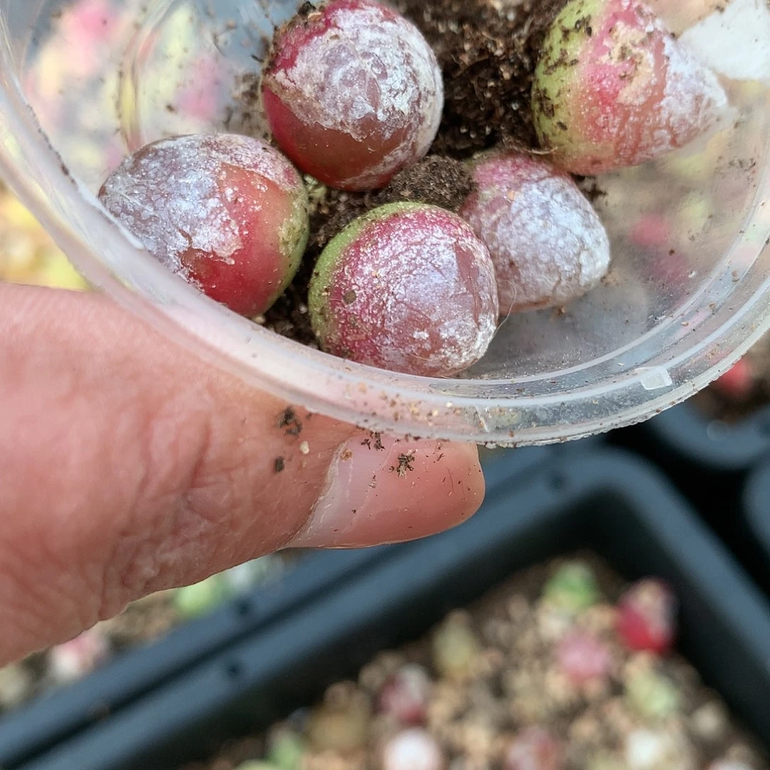 燕*A106多肉植物保护研究所