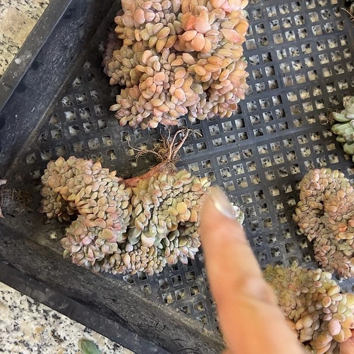 福利，正版星影缀化冰碴子98一颗