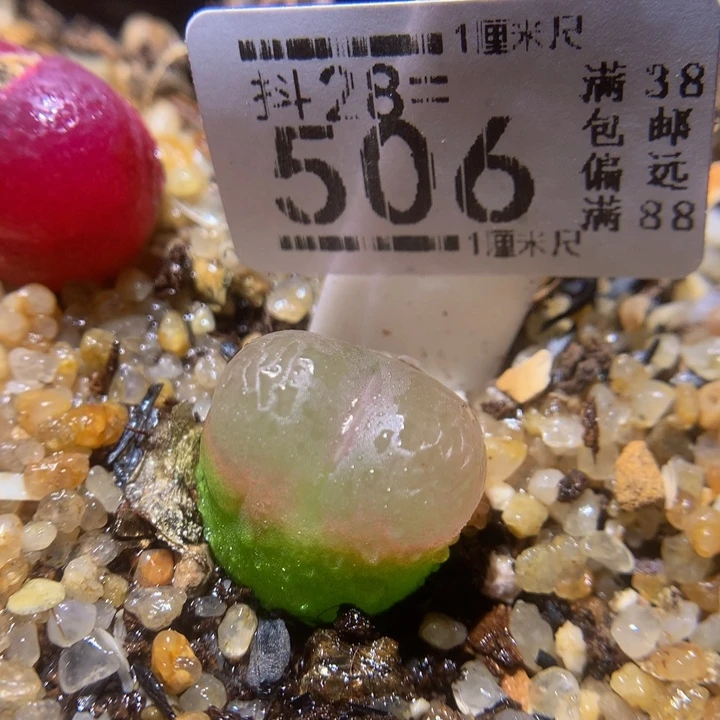 精品生石花28.506