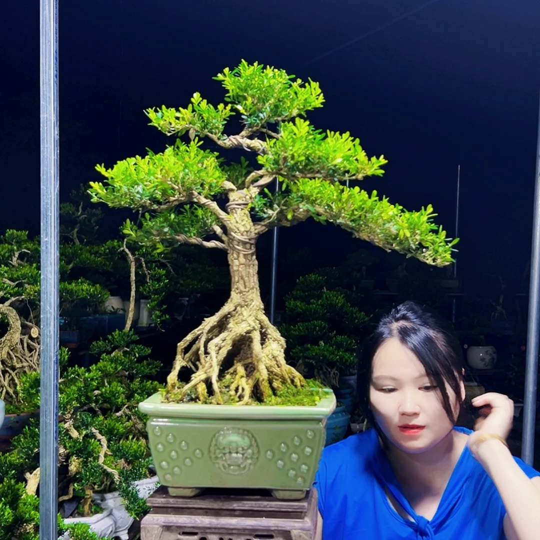 无花朵黄杨木