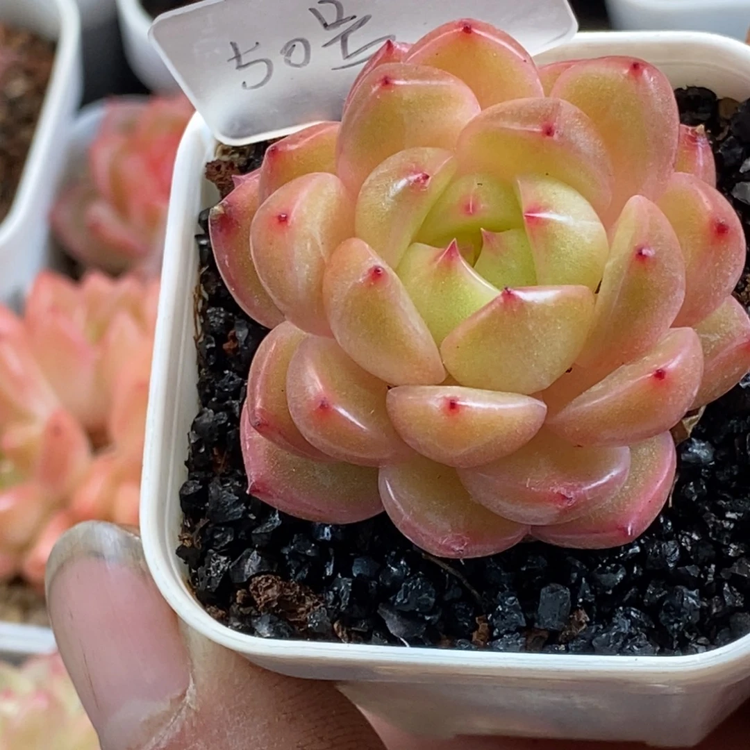 天官赐福百无禁忌