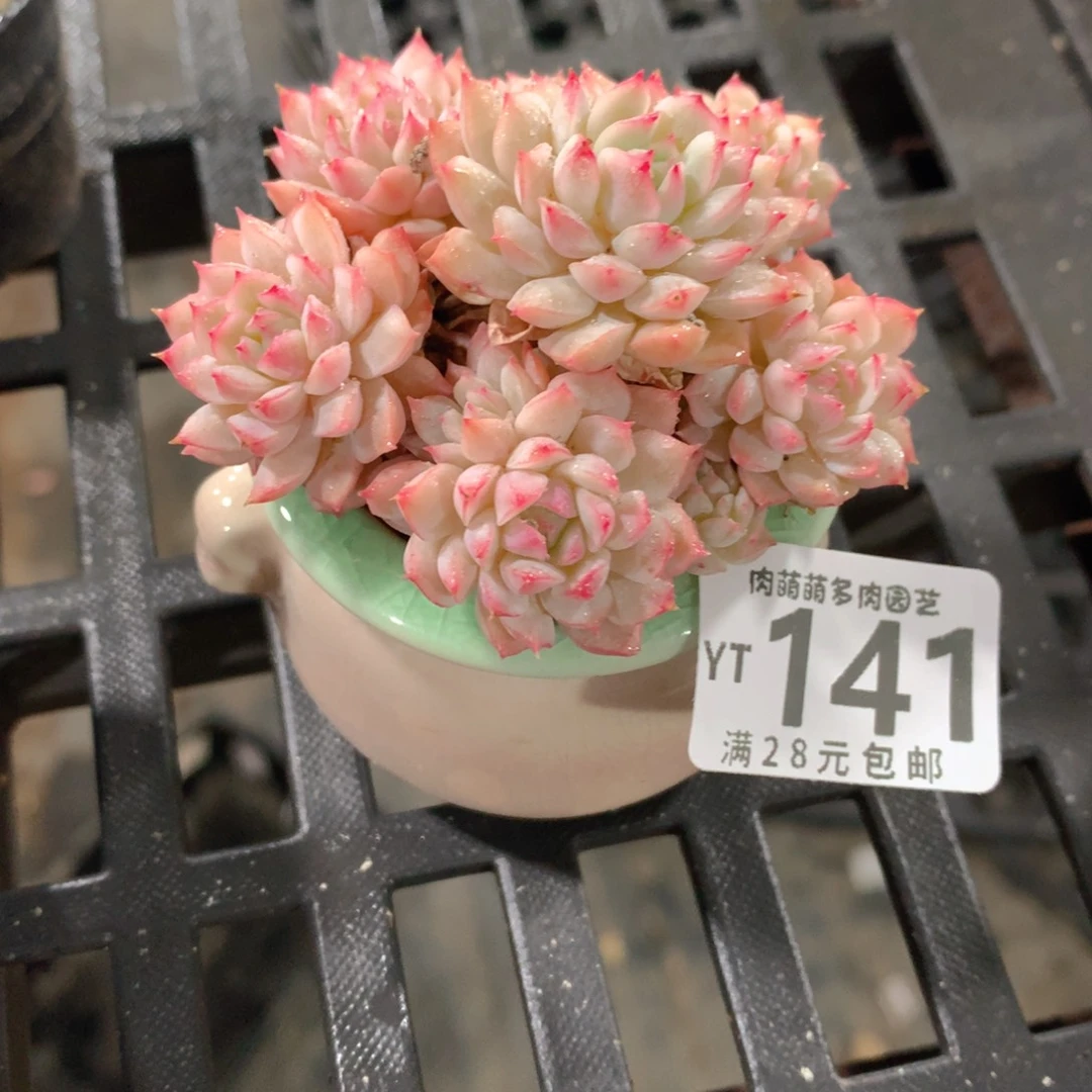 肉萌萌拇指盆精控多肉YT141