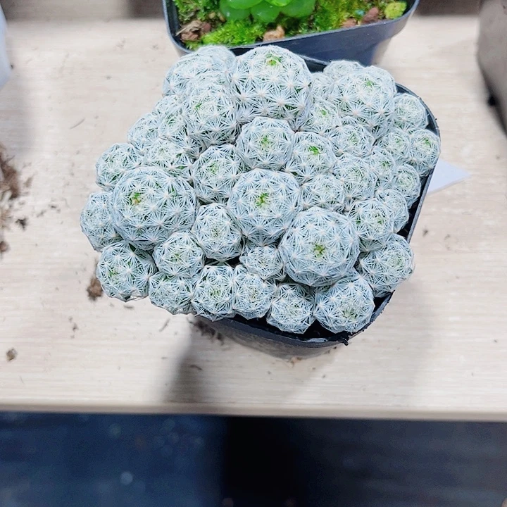 好看的球球新手好养的