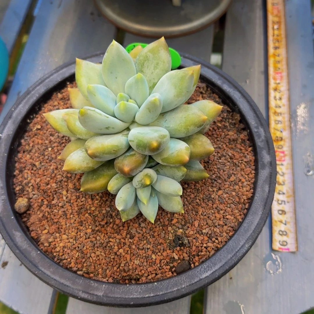 灜***嘉赢嘉哥特萝莉发货